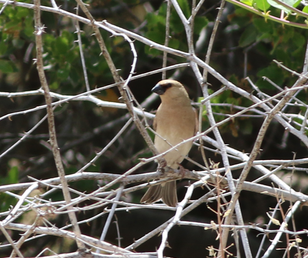 Desert Finch